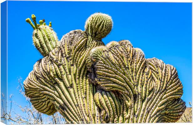 Crested Saguaro Cactus Sonora Desert Museum Tucson Canvas Print by William Perry