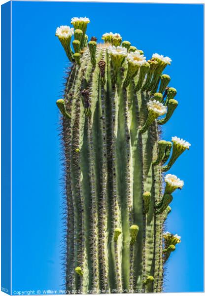 White Flowers Saguaro Cactus Blooming Tucson Arizona Canvas Print by William Perry