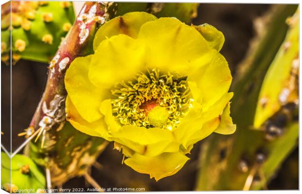 Yellow Blossom Plains Prickly Pear Cactus Tucson Canvas Print by William Perry
