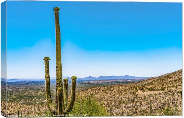 Mount Lemon View Saguaro Blooming Cactus Houses Tucson Arizona Canvas Print by William Perry