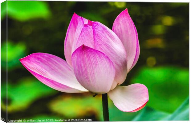 Pink Lotus Close Up Beijing China Canvas Print by William Perry