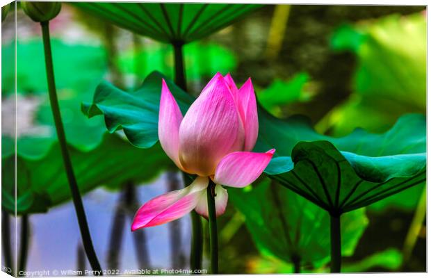 Pink Lotus Close Up Beijing China Canvas Print by William Perry