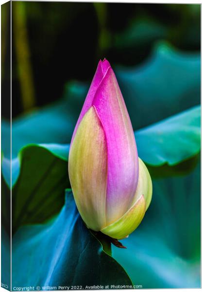 Pink Lotus Bud Close Up Beijing China Canvas Print by William Perry
