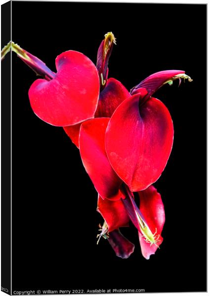 Colorful Red Coral Tree Erythrina Crista Galli Canvas Print by William Perry