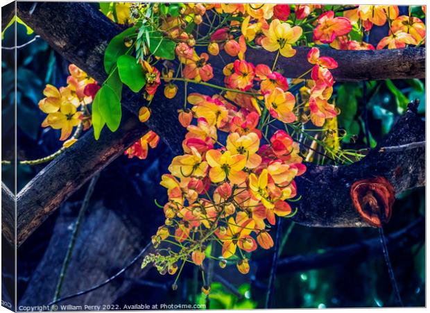 Colorful Cassia Rainbow Shower Flowers Tree Oahu Hawaii Canvas Print by William Perry