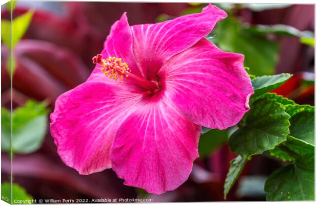 Hot Pink Tropical Hibiscus Flower Waikiki Oahu Hawaii Canvas Print by William Perry