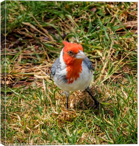 Red Crested Cardinal Waikiki Honolulu Hawaii Canvas Print by William Perry