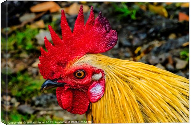 Red Junglefowl Rooster North Shore Oahu Hawaii  Canvas Print by William Perry
