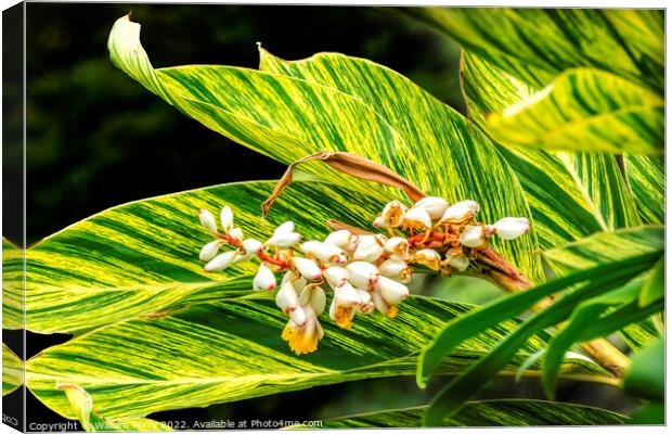 White Yellow Shell Ginger Flowers Leaves Waikiki Honolulu Hawaii Canvas Print by William Perry