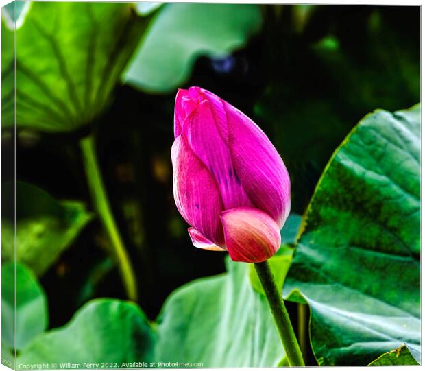 Pink Lotus Bud Close Up Summer Palace Beijing China Canvas Print by William Perry