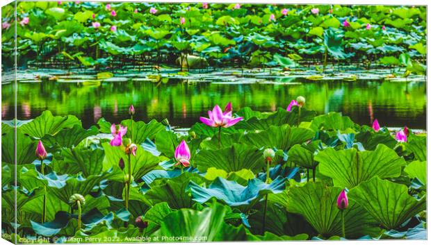 Lotus Garden Reflection Summer Palace Beijing China Canvas Print by William Perry