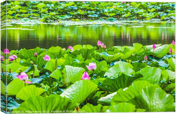 Lotus Garden Reflection Summer Palace Beijing, China Canvas Print by William Perry