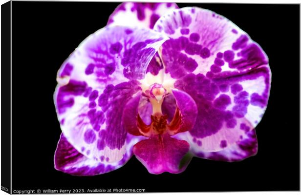 Pink Moth Orchids Flowers Florida Canvas Print by William Perry