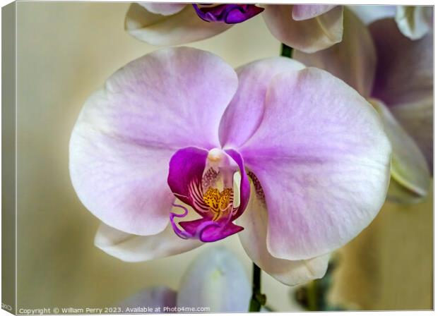 Pink White Butterfly Moth Orchids Flowers Florida Canvas Print by William Perry
