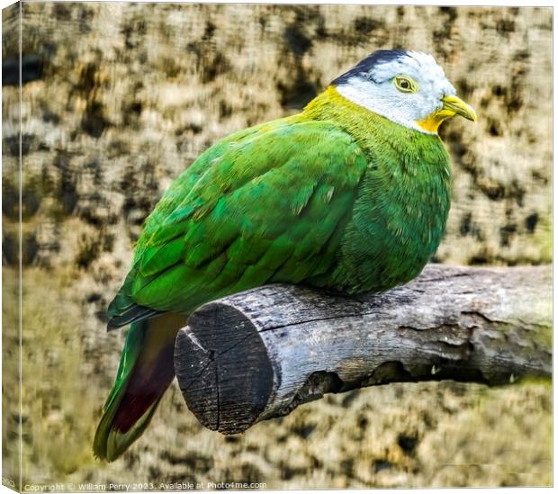 Male Black Napped Fruit Dove Canvas Print by William Perry