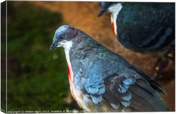 Luzon Bleeding-heart Doves Canvas Print by William Perry