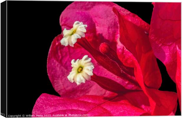 Pink Red Bougainvillea White Flowers Stamens Close  Canvas Print by William Perry