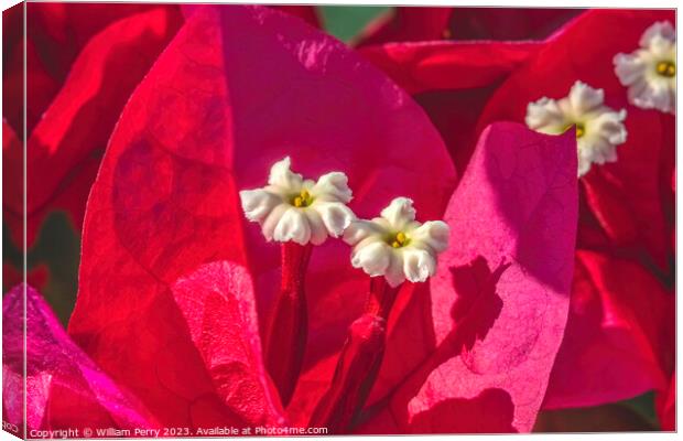 Pink Red Bougainvillea White Flowers Stamens Close  Canvas Print by William Perry