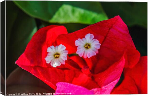 Pink Red Bougainvillea White Flowers Stamens Close  Canvas Print by William Perry