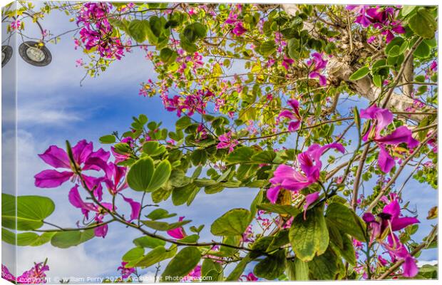 Colorful Pink Hong Kong Orchid Tree Flowers Kailua Honolulu Hawa Canvas Print by William Perry