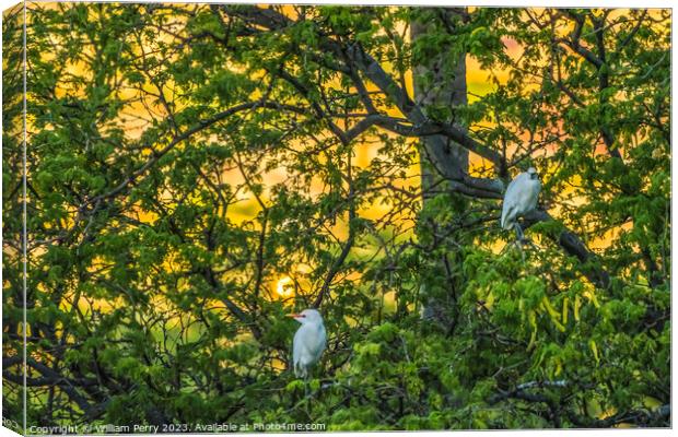 White Cattle Egrets Nesting Colony Tree Sunset Waikiki Honolulu  Canvas Print by William Perry