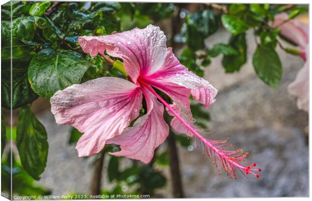 White Pink Tropical Hibiscus Flowers Hawaii Canvas Print by William Perry