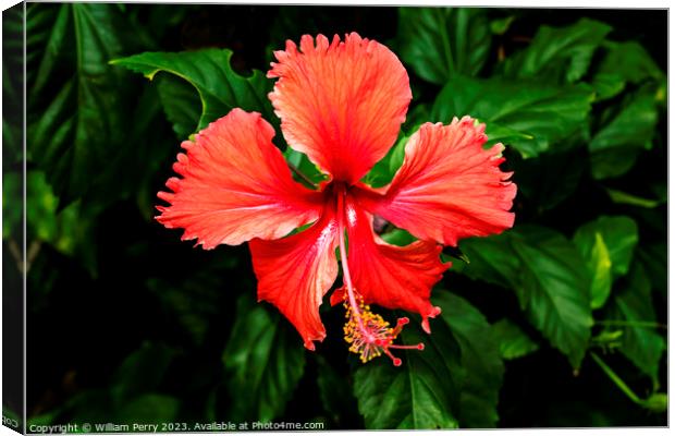 Red Tropical Hibiscus Flower Hawaii Canvas Print by William Perry
