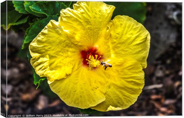 Honey Bee Yellow Red Tropical Hibiscus Flower Waikiki Oahu Hawa Canvas Print by William Perry