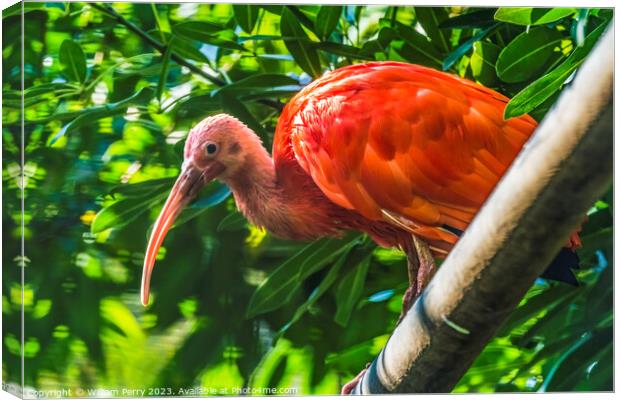 Colorful Red Orange Scarlet Ibis Waikiki Honolulu Hawaii  Canvas Print by William Perry