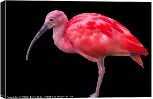 Colorful Red Orange Scarlet Ibis Waikiki Honolulu Hawaii  Canvas Print by William Perry