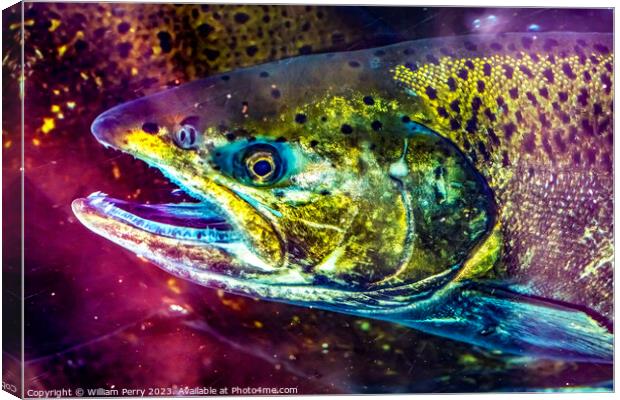 Chinook Salmon Close Up Issaquah Hatchery Washington State Canvas Print by William Perry
