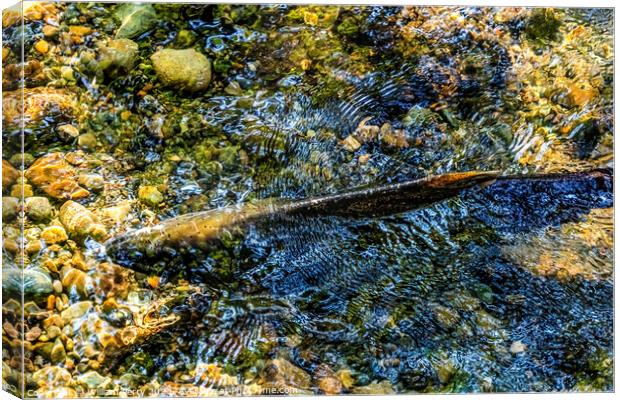 Chinook Salmon Issaquah Creek Hatchery Washington State Canvas Print by William Perry