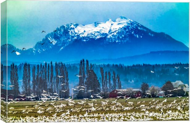 Thousands Snow Geese Mountain Skagit Valley Washington Canvas Print by William Perry