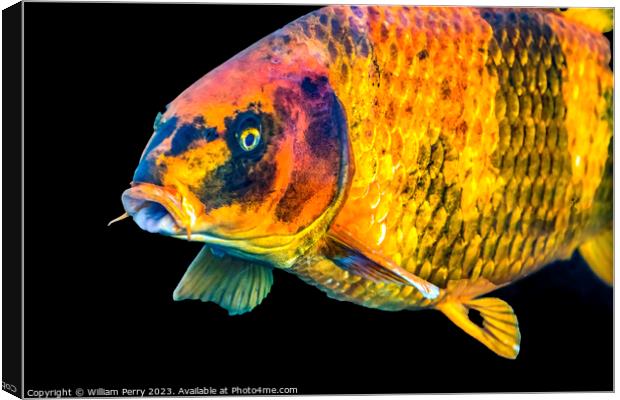 Large Orange Carp Koi Fish Waikiki Oahu Hawaii Canvas Print by William Perry