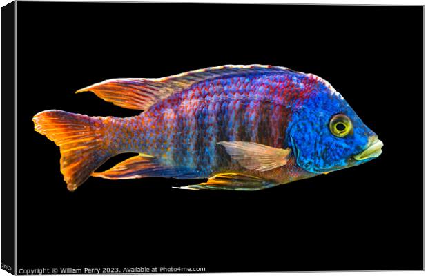 Colorful Blue Peacock Cichlid Fish Waikiki Oahu Hawaii Canvas Print by William Perry