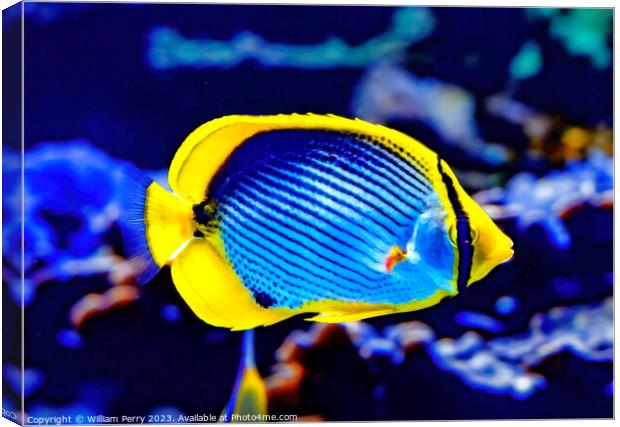 Colorful Blackback Butterfly Fish Waikiki Oahu Hawaii Canvas Print by William Perry
