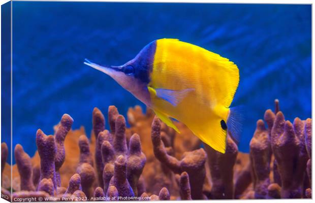 Colorful Yellow Longnose Butterfly Fish Waikiki Oa Canvas Print by William Perry
