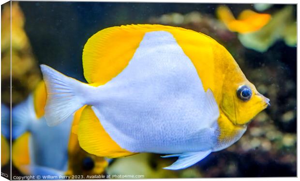 White Yellow Pyramid Butterfly Fish Waikiki Oahu H Canvas Print by William Perry