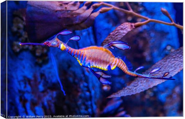 Colorful Weedy Seadragon Fish Oahu Hawaii Canvas Print by William Perry