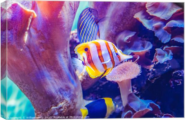 Copperband Butterfly Fish Waikiki Oahu Hawaii Canvas Print by William Perry