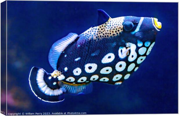White Spotted Clown Trigger Fish Waikiki Oahu Hawaii Canvas Print by William Perry