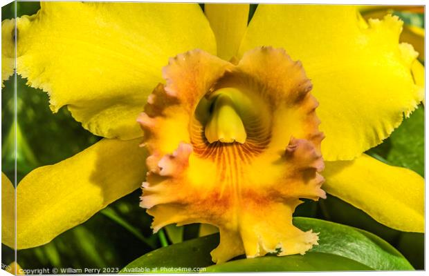 Yellow Cattleya Orchid Flower Honolulu Hawaii Canvas Print by William Perry