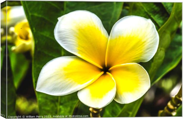 White Yellow Frangipini Moorea Waikiki Honolulu Hawaii Canvas Print by William Perry