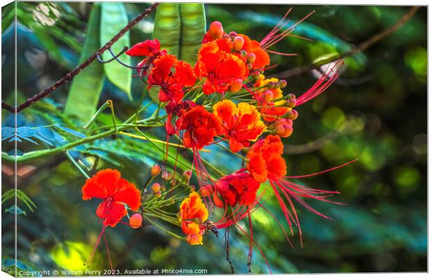 Colorful Red Yellow Poinciana Flowers Waikiki Honolulu Hawaii Canvas Print by William Perry