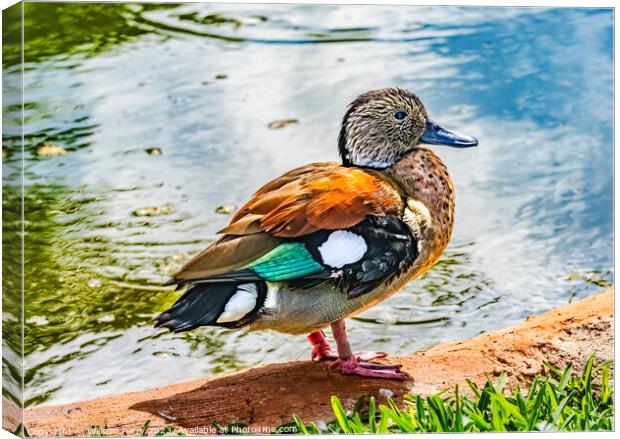 Colorful Female Green-Winged Teal Duck Waikiki Honolulu Hawaii Canvas Print by William Perry