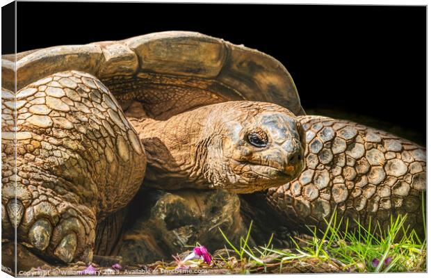 Brown Aldabra Giant Tortoise Waikiki Hawaii Canvas Print by William Perry