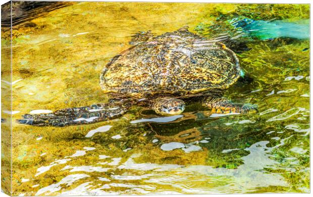 Hawaiian Green Sea Turtle Swimming Oahu Hawaii Canvas Print by William Perry
