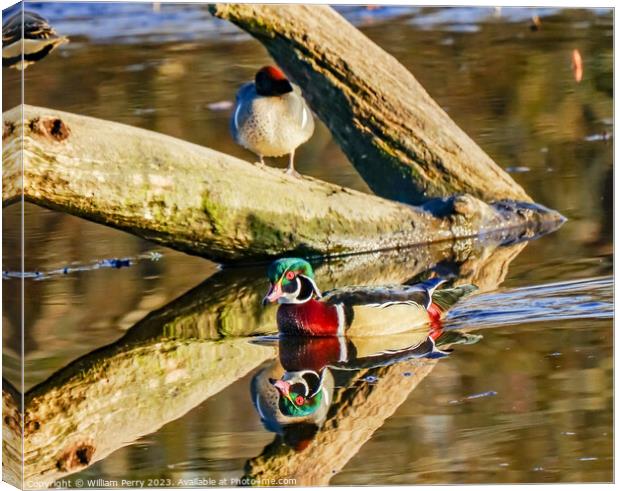 Male Wood Duck Juanita Bay Park Washington Canvas Print by William Perry