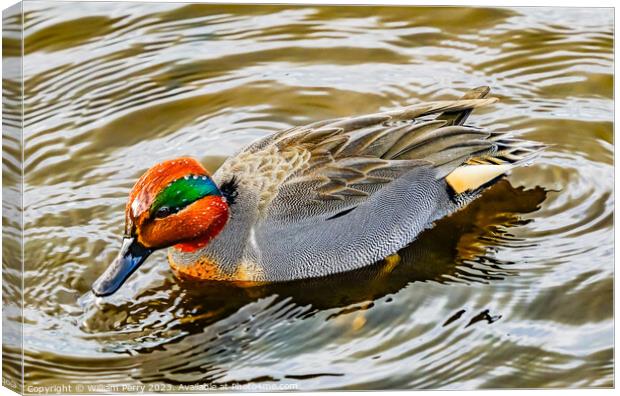 Great Winged Teal Duck Juanita Bay Park Lake Washington Kirkland Canvas Print by William Perry