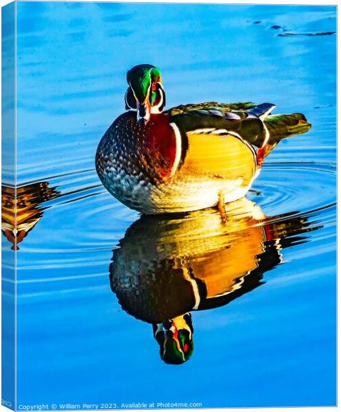 Male Wood Duck Juanita Bay Park Lake Washington Kirkland Washiin Canvas Print by William Perry